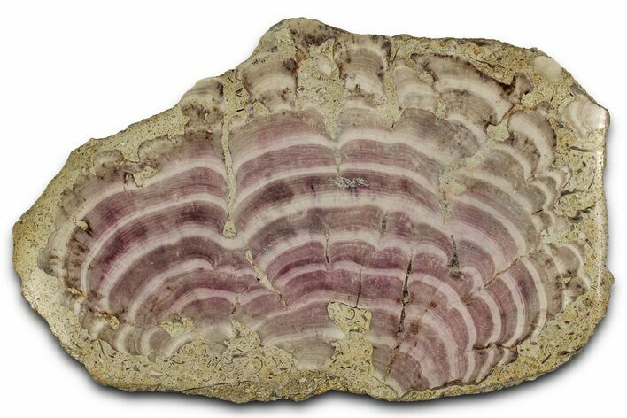 Polished Jurassic Fossil Sponge (Solenopora) - England #357122